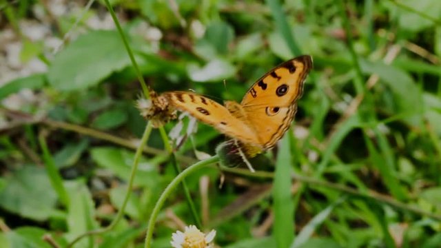 Butterfly brown wing pattern spot on  flowers.