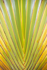 close-up of traveller s palm traveller tree
