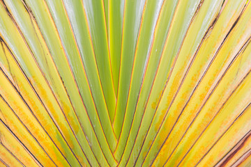 close-up of traveller s palm traveller tree