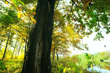 oak   in sunlight in the morning