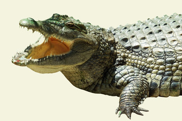 Crocodile with open mouth