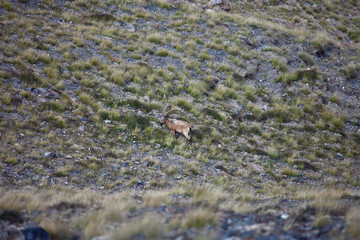 Wild Central-Asian ibex grazing in the Tien Shan mountains,
