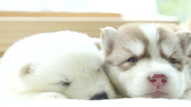 Cute two siberian husky puppy sleeping