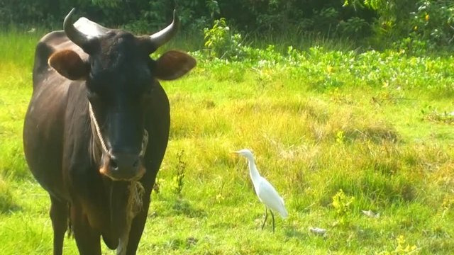 Typical birds of India in typical biotope 12. Cattle egret (Bubulcus ibis)  and cow with passed through nostrils rein
