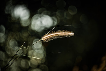 Poaceae or true grass on black background