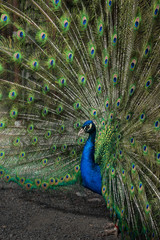 Obraz premium Peacock