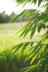 Vintage looking Bamboo leaf abstract background