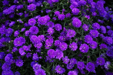 sfondo di fiori viola