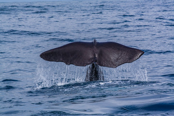 Fototapeta premium a welsh of a sperm whale going down to the water