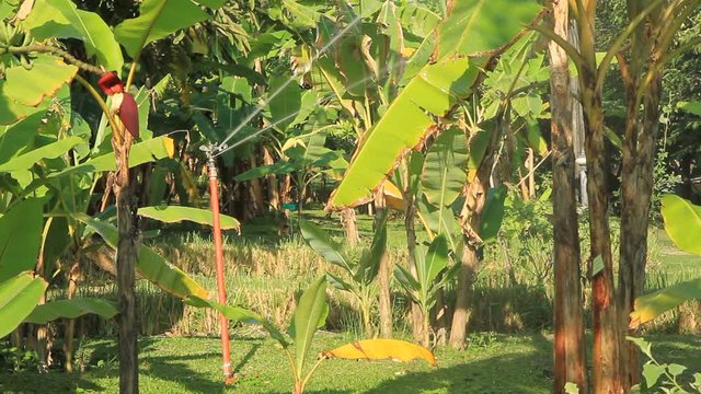 Irrigation sprinkler working in the banana tree garden