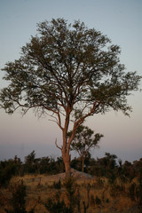 Fototapeta na wymiar Trees, African Trees