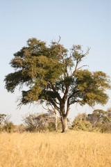 Trees, African Trees