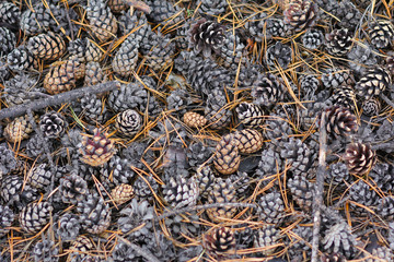 The background of the many pine cones