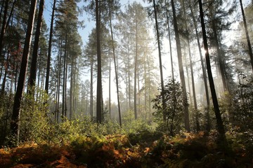 Fototapeta premium Coniferous forest on a foggy autumn morning