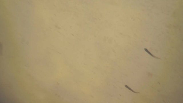 Fish Swim Against Current. Little fish swim in the river against the current. The camera shoots fish at the bottom under the water.

