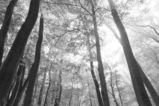 Fototapeta Black and white forest landscape