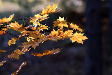 Red and yellow maple leaves in autumn