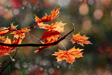 Red and yellow maple leaves in autumn