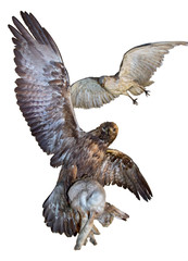 The eagle caught a hare isolated on white background. Flying predator carries prey. Imperial eagle - Aquila heliaca and short-toed snake eagle - Circaetus gallicus.