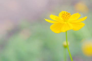 Yellow Cosmos