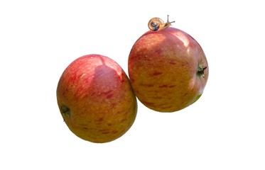 apfelschnecke