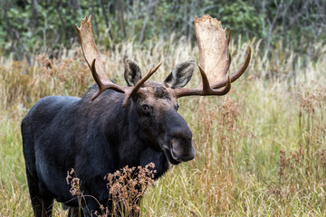 Naklejka na ściany i meble Moose - Alces alces, male bull grazing in the grass and vegetation. Making eye contact.