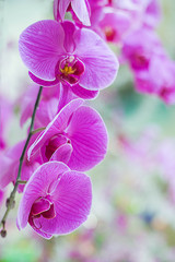 Phalaenopsis orchid flower