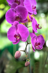 Fototapeta na wymiar Phalaenopsis orchid flower