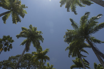 The sky is the coconut trees!