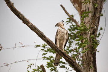 Bird of prey sitting on a branch and looks around. Sri Lanka, Ud