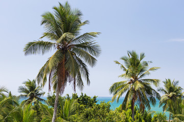 Palm trees and ocean in the background. Tropical landscape, vaca