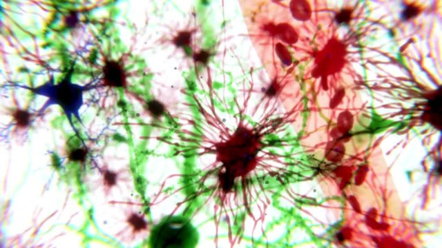 Brain cells and capillaries, animation
