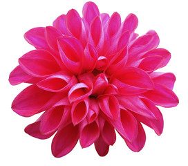  flower   pink   dahlia  isolated on white background. It can be used in website design and printing. Suitable for designers. Closeup..