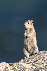 Golden-mantled Ground Squirrel