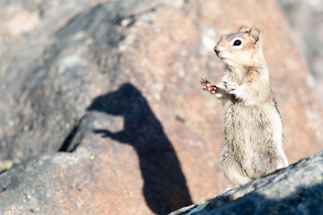Golden-mantled Ground Squirrel