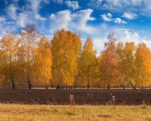 Trees with yellow leaves. Autumn landscape. Autumn leaf fall. Colorful autumn forest and blue sky with clouds