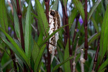 Common hawk moth (Acosmeryx anceus) on a plant