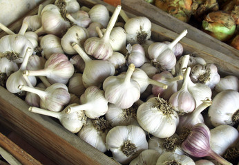 Harvest garlic stored in a wooden box