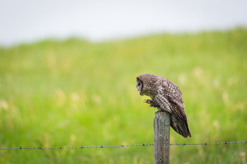 Great Gray Owl (Strix nebulosa)