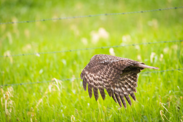 Great Gray Owl (Strix nebulosa)