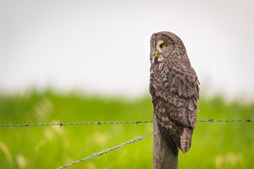 Great Gray Owl (Strix nebulosa)