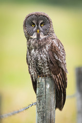 Great Gray Owl (Strix nebulosa)