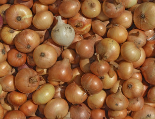 Many bulbs of yellow onion as natural background.