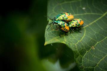 ladybug on a green leaf macro