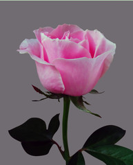 Rose rose with green sheet