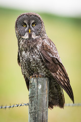 Great Gray Owl (Strix nebulosa)