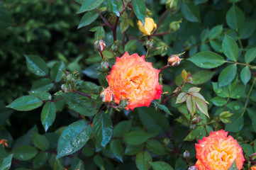 Pink roses in a garden after the rain.