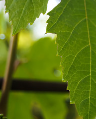 A drop of dew on a green sheet of grapes.