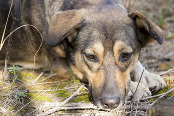 Stray dog in the woods, hungry and tired.