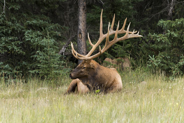 Naklejka na ściany i meble Huge bull elk laying down